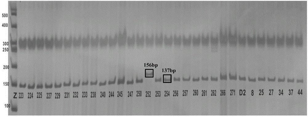 西瓜条带果皮覆纹特征SNP位点、其dCAPS分子标记、引物及应用