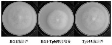 一种防治植物疫霉病的复合菌发酵产物的制备方法、复合菌发酵产物及其应用