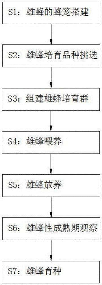 蜜蜂育种雄蜂的培育方法