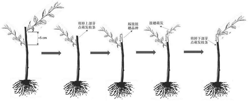 一种猕猴桃嫁接苗的快速繁育方法