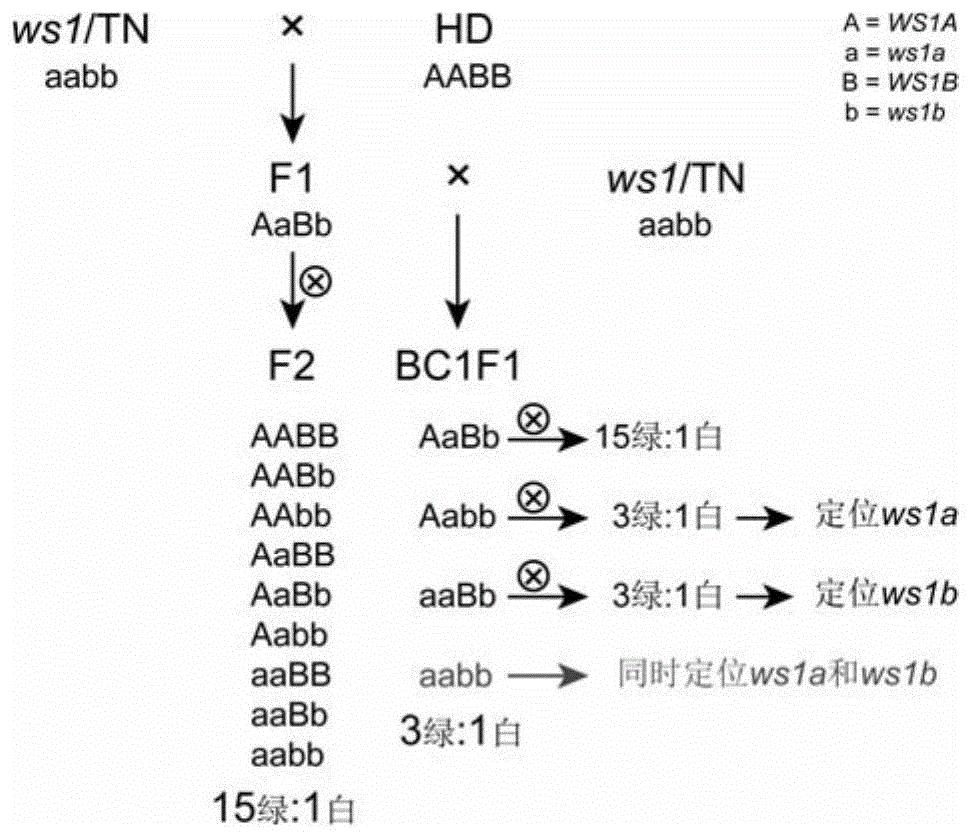 与白肋烟控制基因共分离的分子标记及其应用