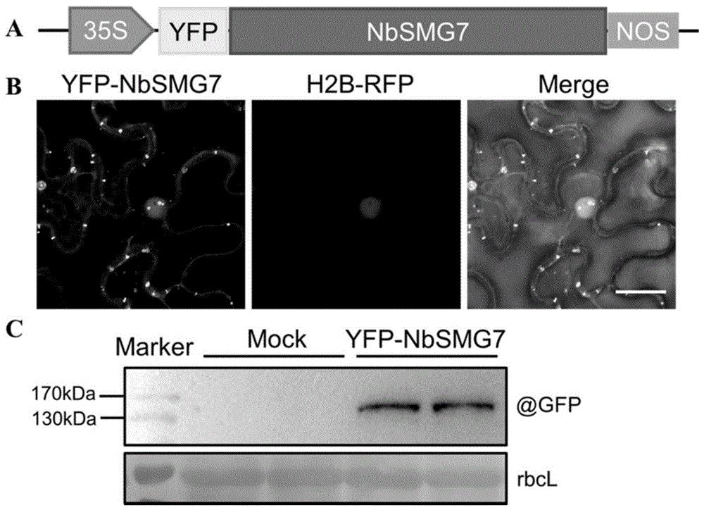 本氏烟NbSMG7基因在调控植物抗病毒中的应用及转基因植物培育方法