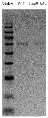 提高漆酶催化活性的方法及突变体Lcc9-M2、基因和应用