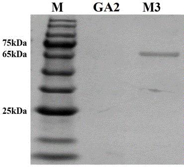 分泌表达量提高的葡萄糖淀粉酶突变体M3及其基因和应用