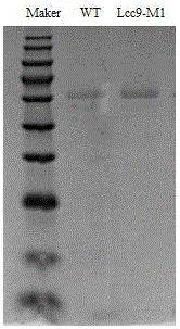 提高漆酶催化活性的方法及突变体Lcc9-M1、基因和应用