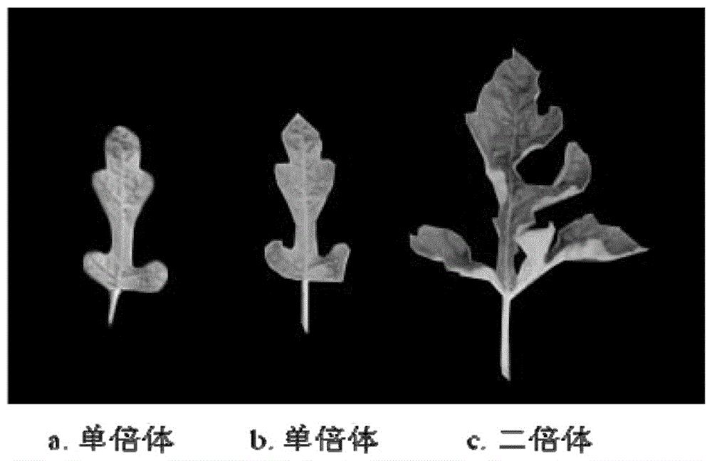 利用西瓜未授粉子房培养获得双单倍体植株的方法