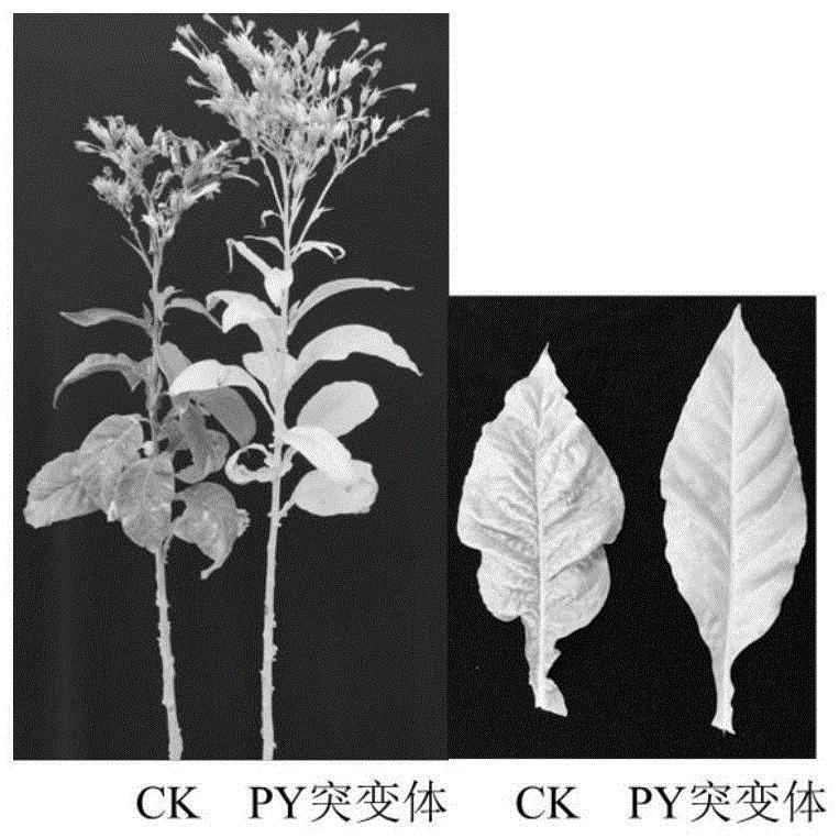 一种与烟草成熟期集中落黄性状相关的SNP标记分子和应用