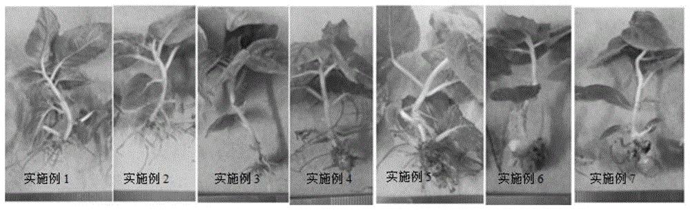 一种软枣猕猴桃开放式组培生根的方法