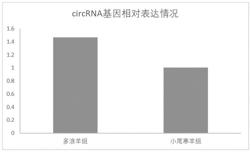 一种绵羊脂肪相关的circRNA及其应用