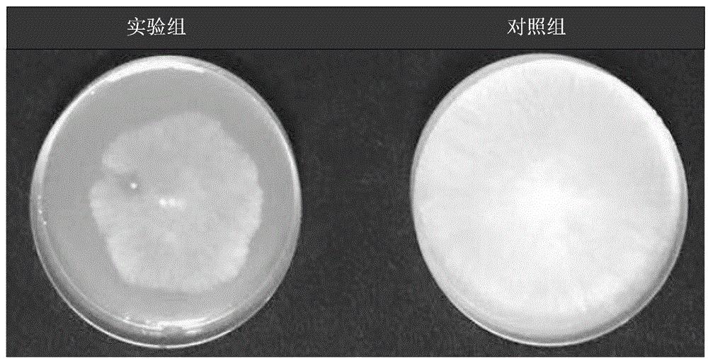 铜绿假单胞菌EZ-35、其代谢产物及其应用