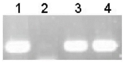 植物转录因子STF1及其编码蛋白和应用