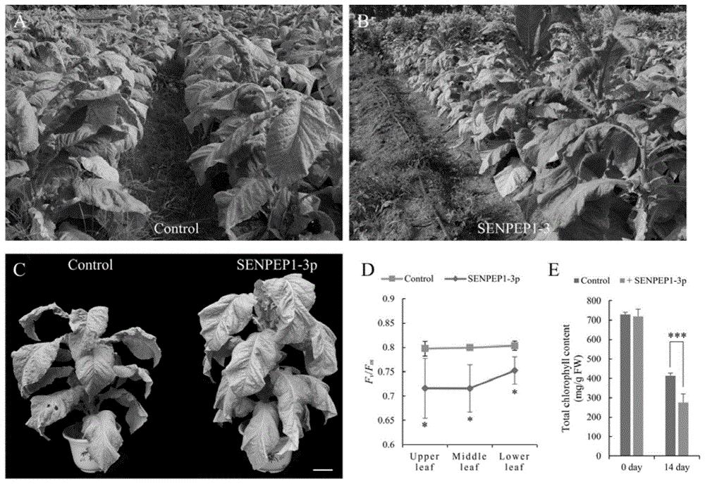 SENPEP1-3成熟多肽植物衰老促进剂及其制备方法和应用