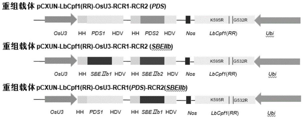 LbCpf1-RR突变体用于CRISPR/Cpf1系统在植物基因编辑中的应用