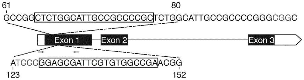 利用CRISPR-Cas系统修饰OsHPH基因获得矮化水稻的系统及其应用