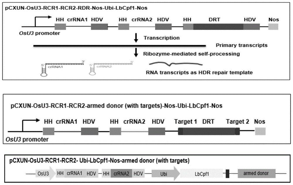 一种CRISPR/Cpf1系统介导的以RNA转录本为修复模板的同源重组方法