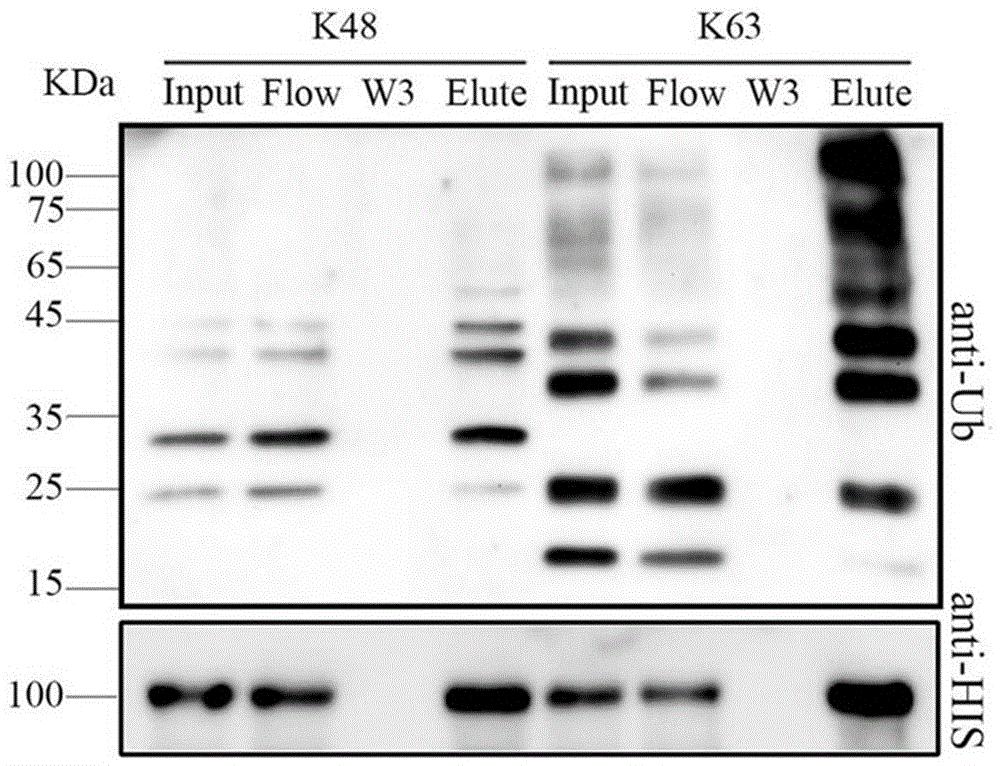 OsRAD23d基因及其在提高水稻产量和耐盐性方面的应用