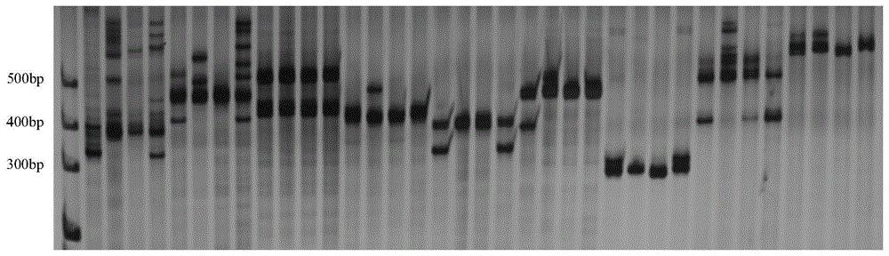 猕猴桃InDel分子标记及其筛选方法和应用
