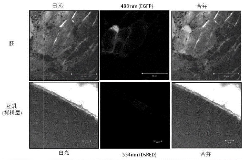 一种高效植物受体孤雌生殖单倍体筛选方法