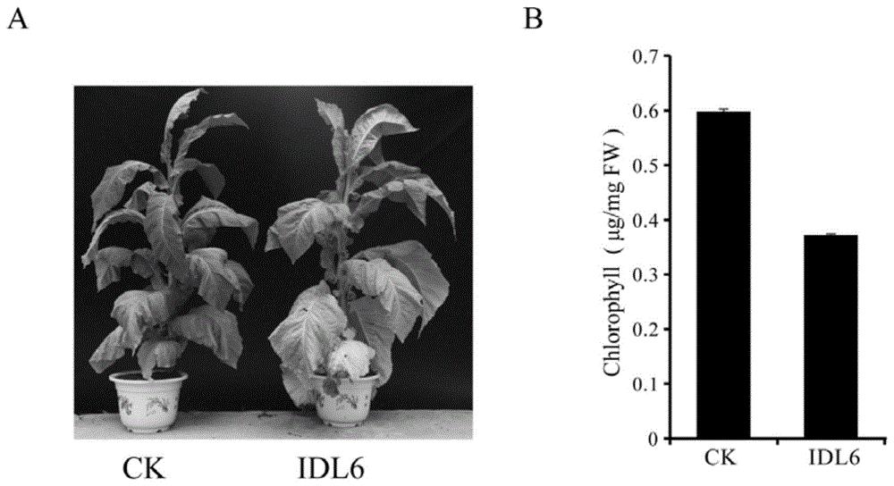 IDL6成熟多肽植物衰老促进剂、其制备方法和应用