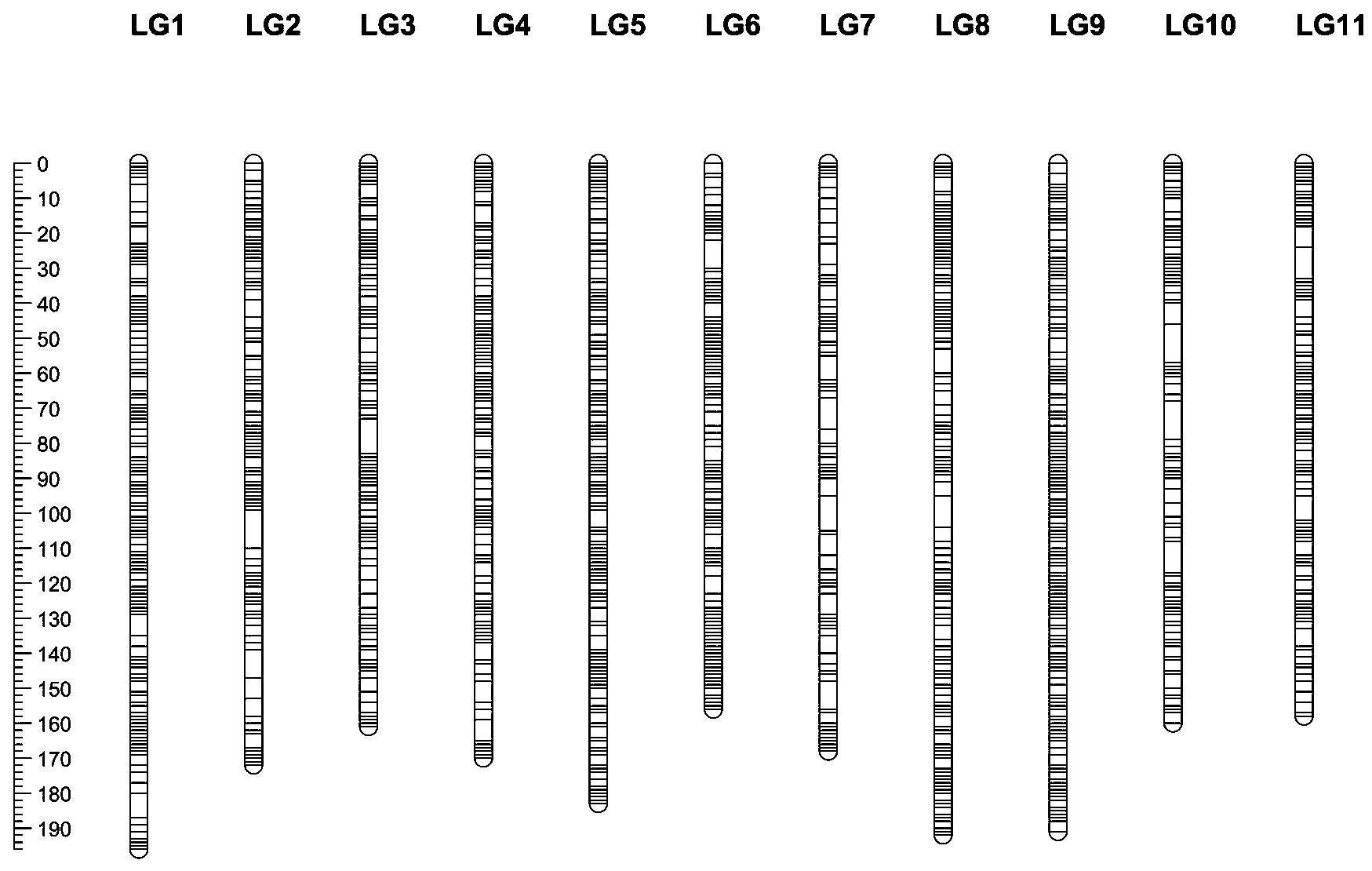 鉴定西瓜籽粒大小的InDel分子标记及其引物和应用