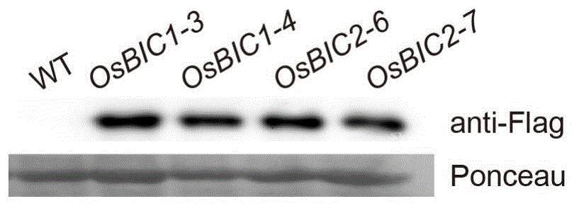 OsBICs基因在调控植物株高、开花时间中的应用