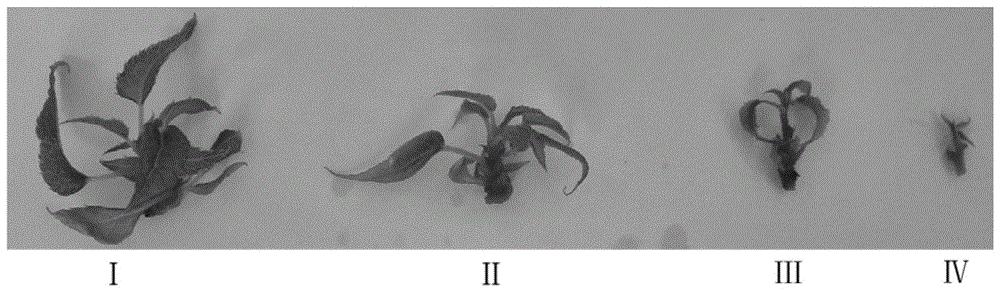 一种组织培养条件下耐旱猕猴桃资源的鉴定方法