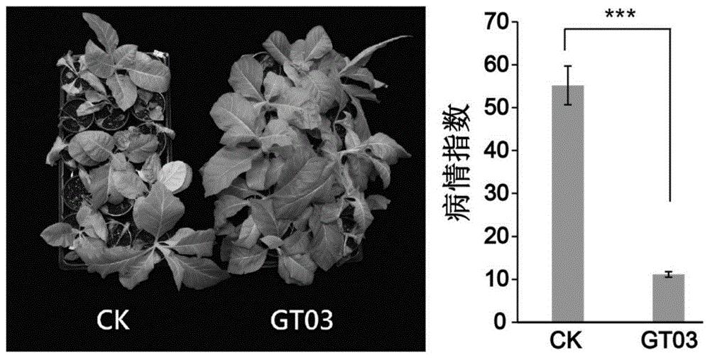 盖氏假单胞菌GT03、其应用及所得防治剂