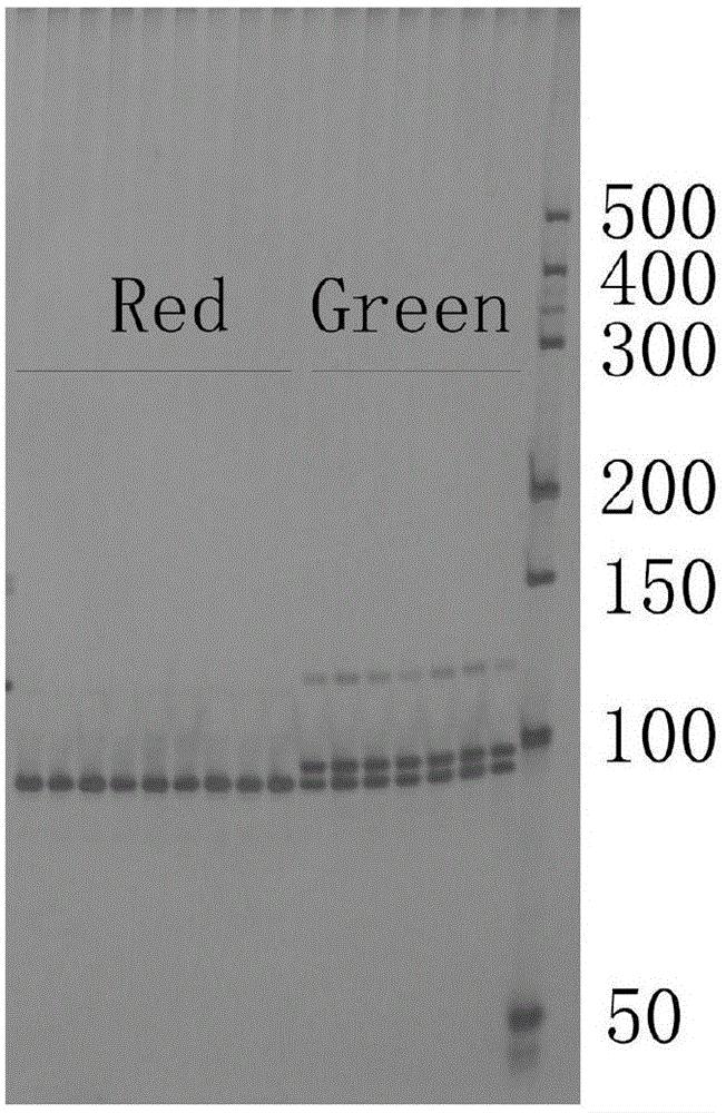 一种与梨果皮颜色性状连锁的分子标记位点及其应用