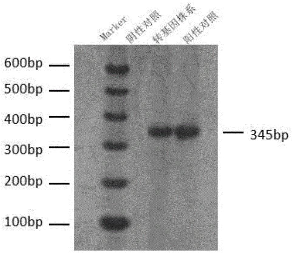 SiMYB61蛋白及其相关生物材料在调控植物抗逆性中的应用