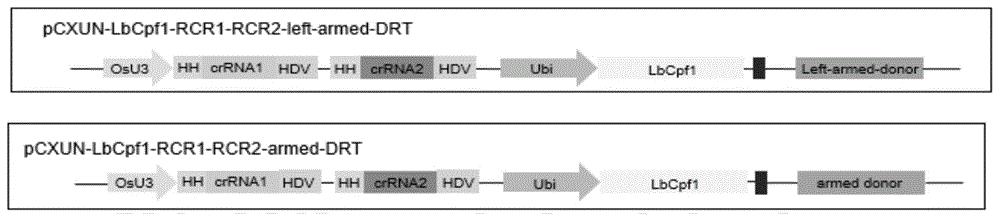 一种利用CRISPR/LbCpf1系统实现目的基因在植物中同源重组的方法