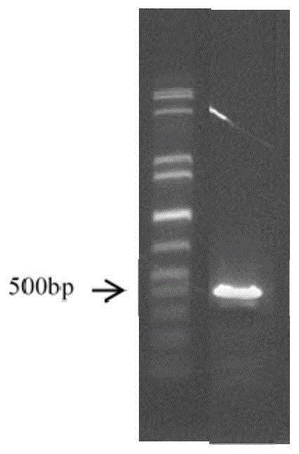 一种获得生长特性改良水稻品种的方法