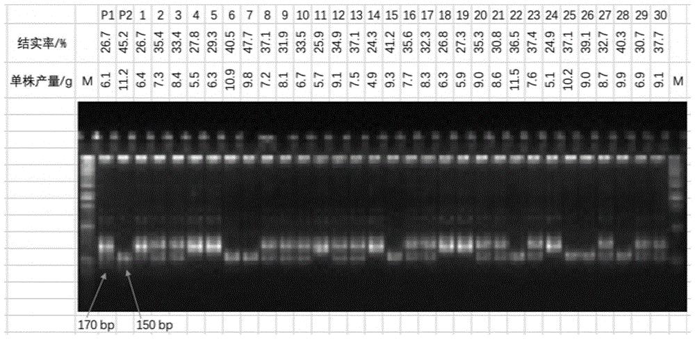 水稻成株期耐盐基因LOC_Os03g28300的分子标记方法及应用