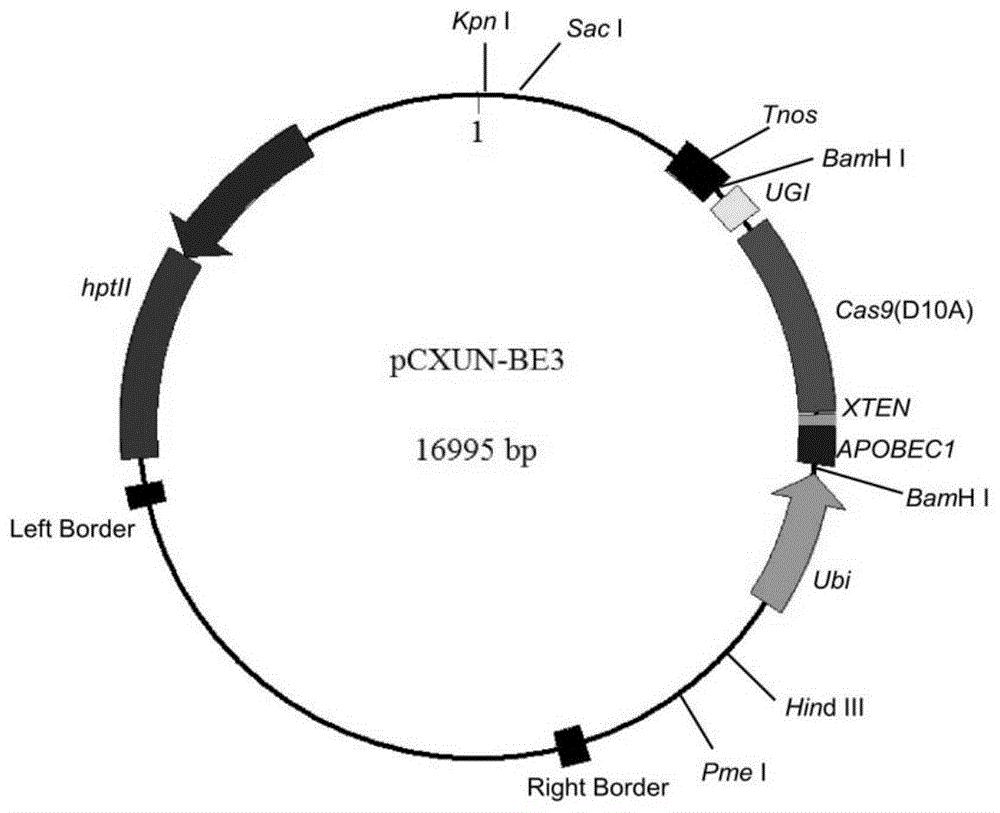 一种CRISPR/nCas9介导的定点碱基替换在植物中的应用