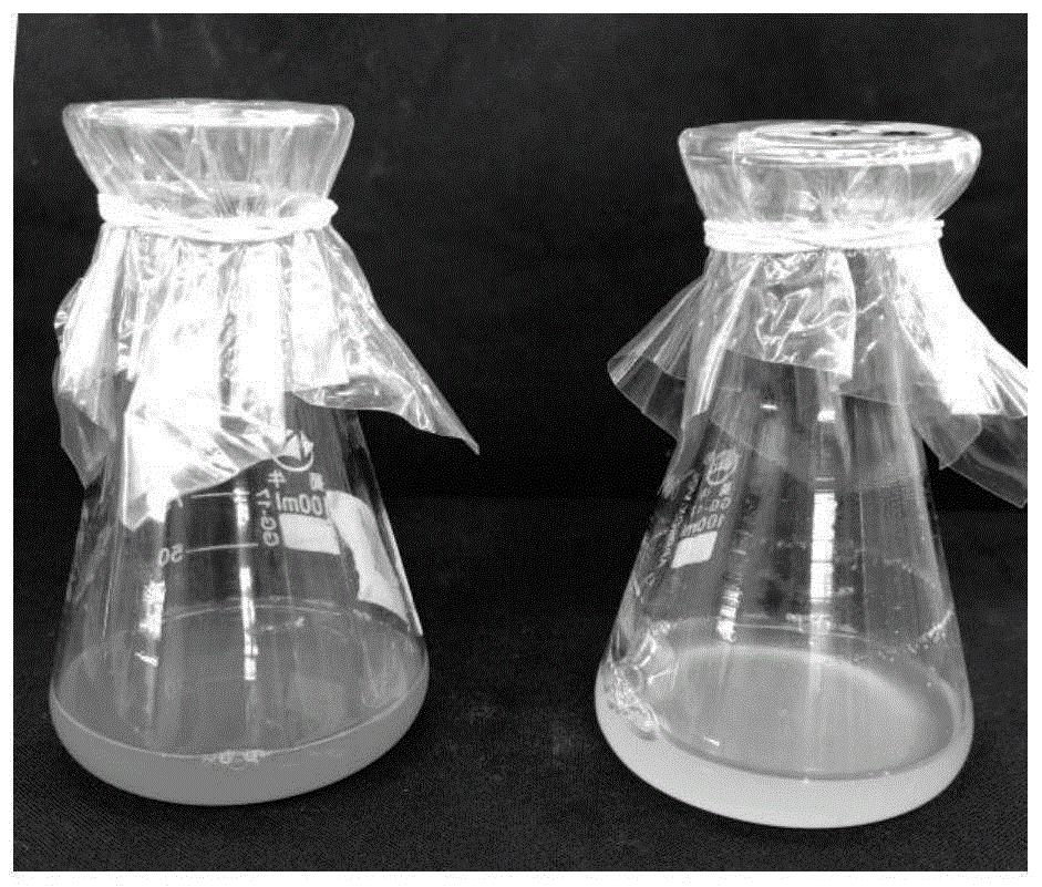 解淀粉芽孢杆菌的纳米硒合成活性菌液、其制备方法及应用
