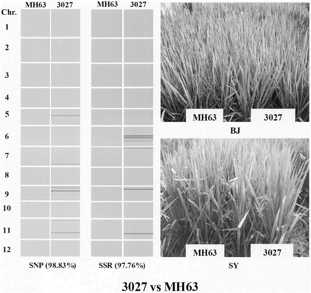 高代回交分子轮回选择（MRSAB）育种方法I--一种显性早穗不降产材料的培育及利用方法