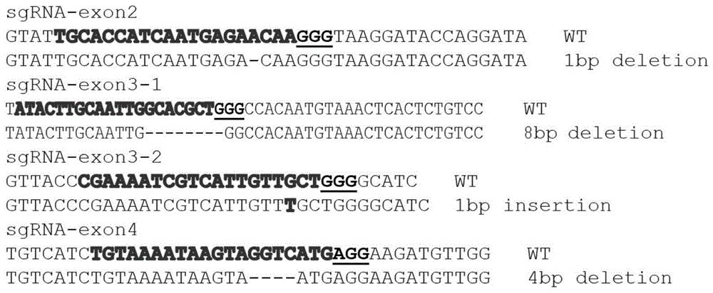 一种利用CRISPR-Cas修饰OsTAC1基因获得分蘖改变的水稻的方法