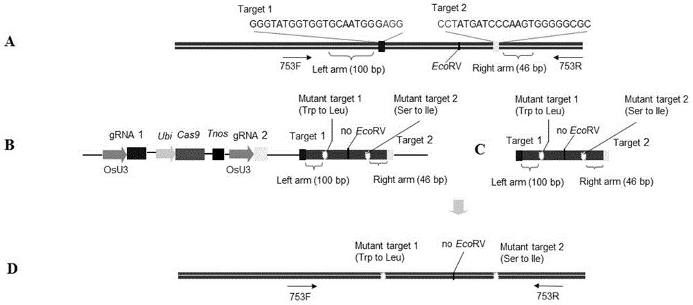 利用CRISPR/Cas9系统定点修饰ALS基因获得抗除草剂水稻的系统及其应用