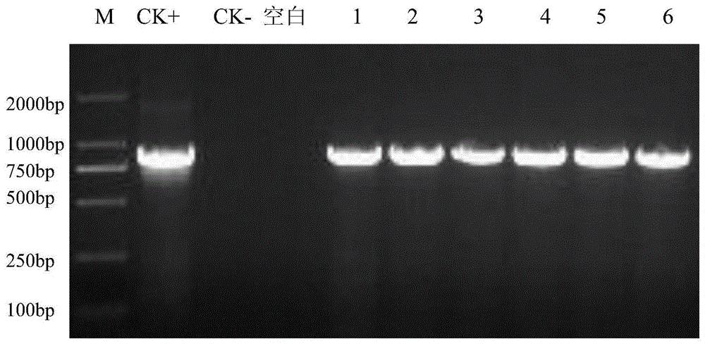 一种抗草甘膦EPSP合成酶MC1-EPSPS及其编码基因与应用