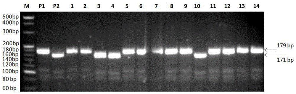 一种水稻孕穗期稳定表达的耐冷基因qCT-3-2HHZ及其分子标记方法