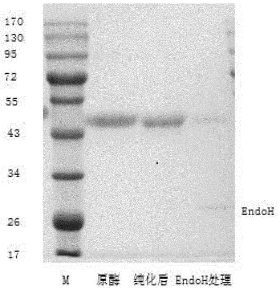 酸性耐高温纤维素酶Cel5及其基因和应用