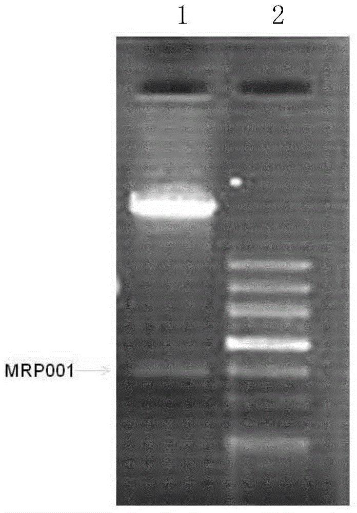 一种人工合成的抗虫蛋白及其相关生物材料与应用