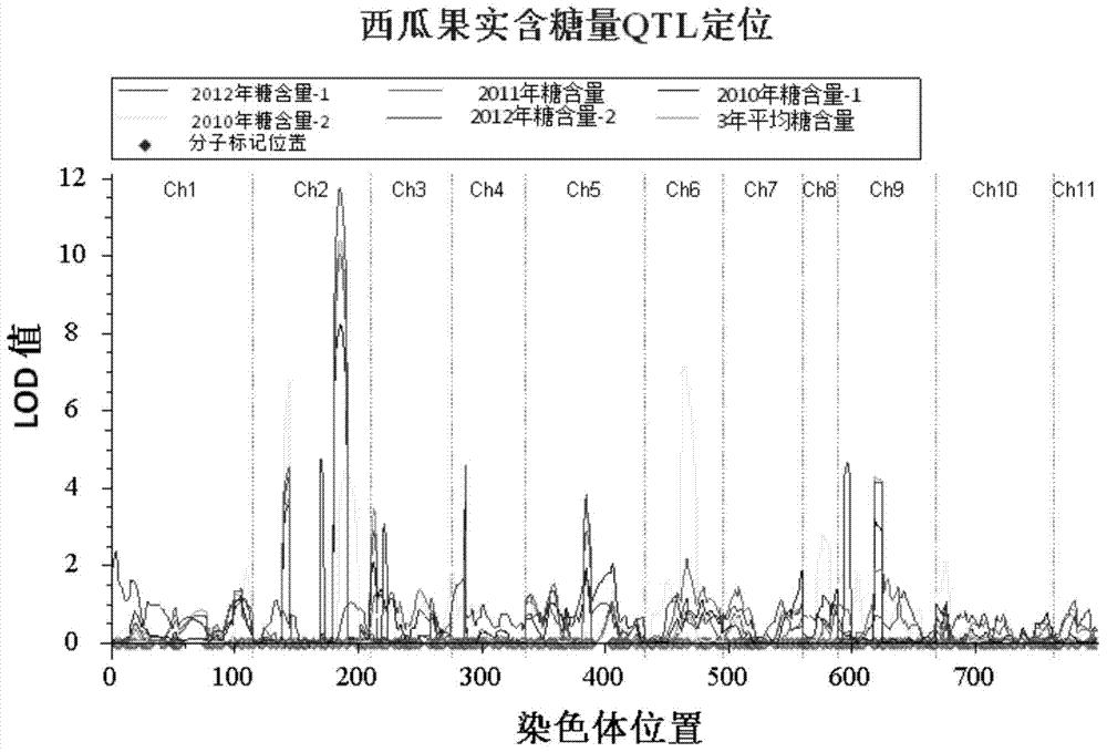 西瓜果实糖分积累基因STP1连锁SNP位点及CAPS标记