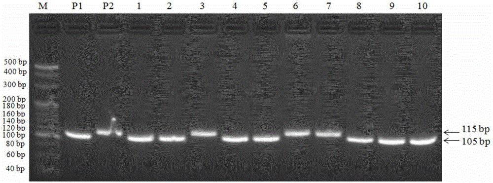 一种与低氮条件下水稻千粒重相关的QTL分子标记方法