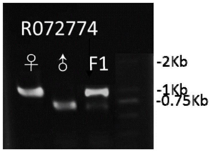 分子标记及其应用