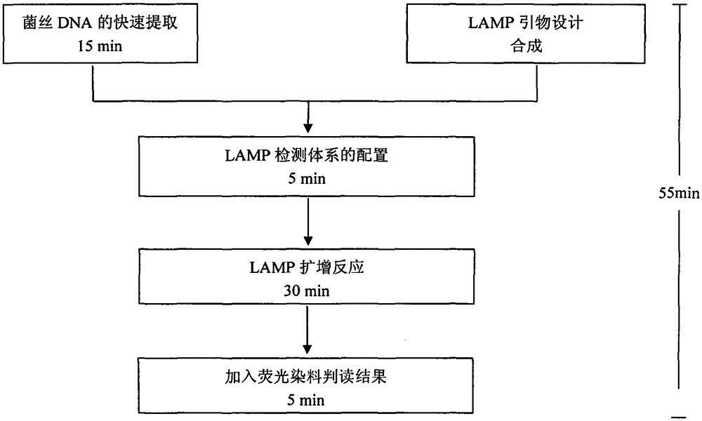 一种葡萄霜霉病菌的快速分子检测方法与应用