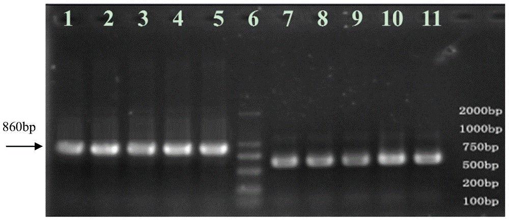 与水稻抗白叶枯病基因紧密连锁的分子标记OSblb-SV1