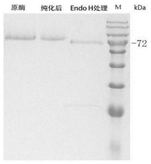 真菌来源的膨胀素蛋白及其基因和应用