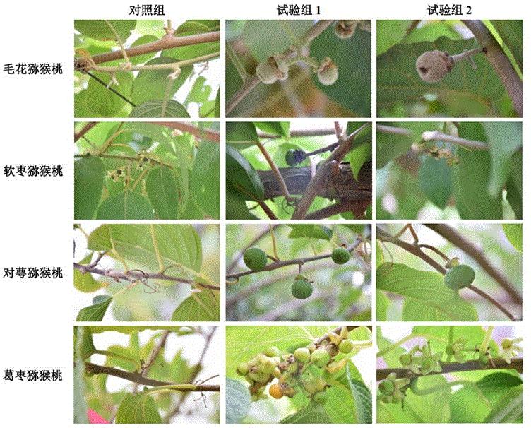 一种诱导不同类型猕猴桃雄花结果的方法