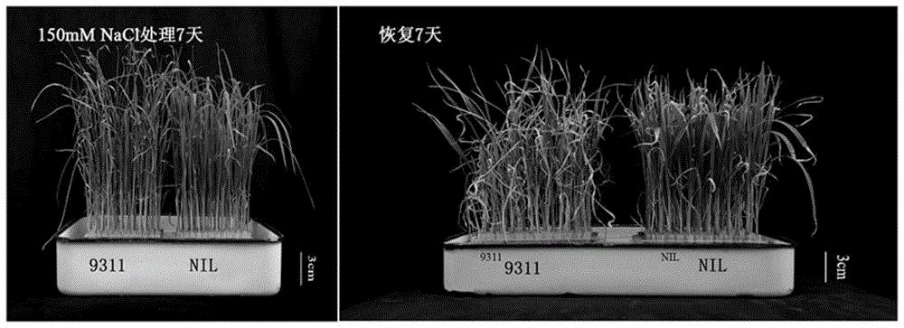一种提高水稻耐盐性的方法及其使用的特异DNA分子