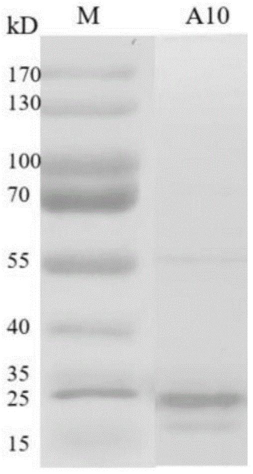 具有亚砷酸盐和甲基亚砷酸盐结合能力的蛋白A10、含所述蛋白基因的工程菌株及应用